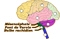 cerveau - tronc cérébral