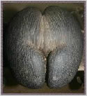 La coco-fesse : la plus grosse graine du monde